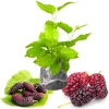 Red Mulberry Tree Live Plant for Planting, Starter, 4-6 Inch Tall - Image 1