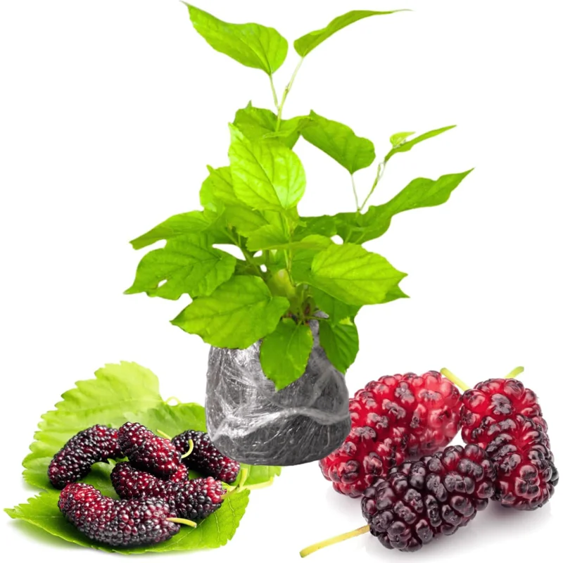 Red Mulberry Tree Live Plant for Planting, Starter, 4-6 Inch Tall - Image 1