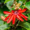 Red Passion Flower Live Plant 5-8" Tall | Fragrant Climbing Vine | Outdoor - Image 1