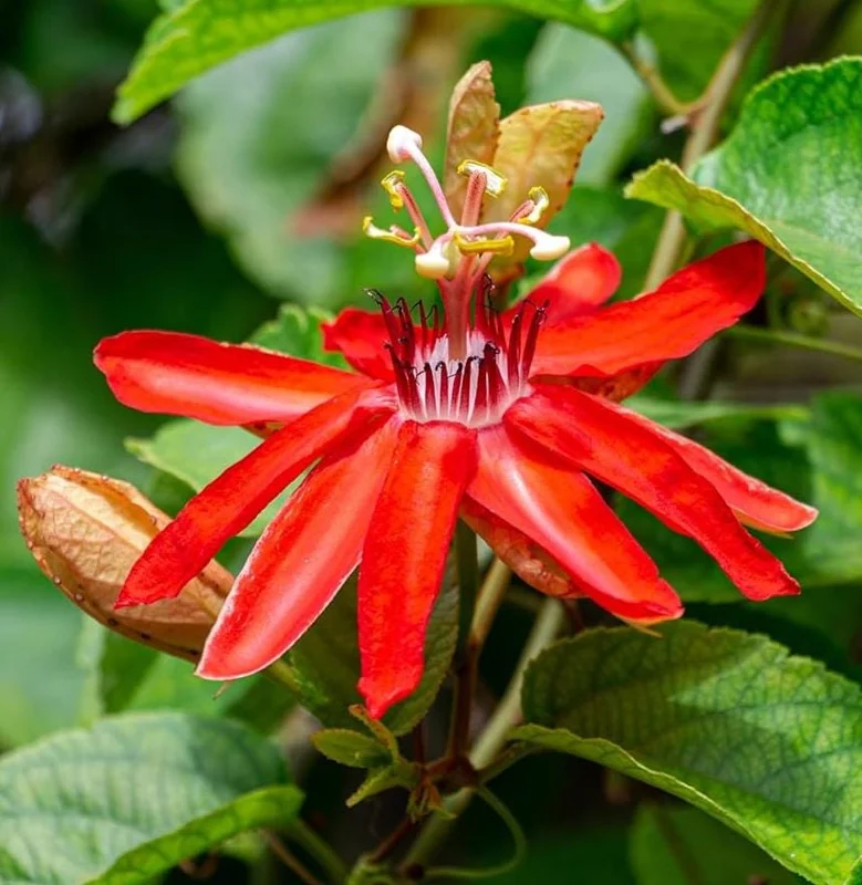 Red Passion Flower Live Plant 5-8" Tall | Fragrant Climbing Vine | Outdoor Red Passion Flower Live Plant 5-8" Tall | Fragrant Climbing Vine | Outdoor - Image 1