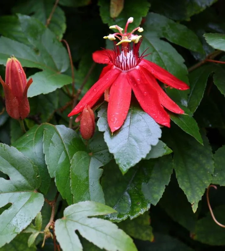 Red Passion Flower Live Plant 5-8" Tall | Fragrant Climbing Vine | Outdoor Red Passion Flower Live Plant 5-8" Tall | Fragrant Climbing Vine | Outdoor - Image 2