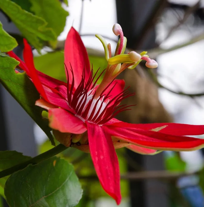 Red Passion Flower Live Plant 5-8" Tall | Fragrant Climbing Vine | Outdoor Red Passion Flower Live Plant 5-8" Tall | Fragrant Climbing Vine | Outdoor - Image 3