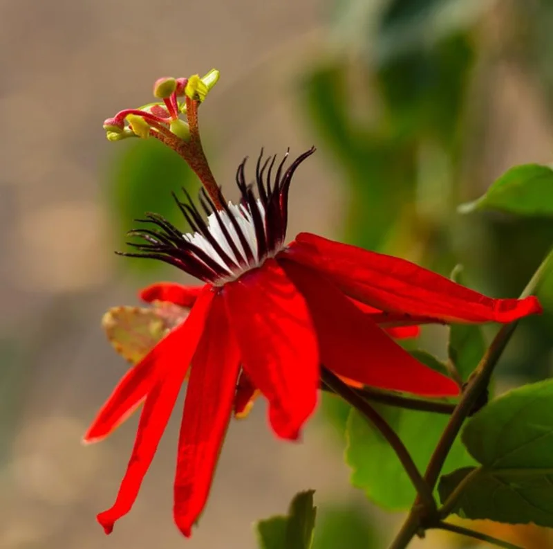 Red Passion Flower Live Plant 5-8" Tall | Fragrant Climbing Vine | Outdoor Red Passion Flower Live Plant 5-8" Tall | Fragrant Climbing Vine | Outdoor - Image 4