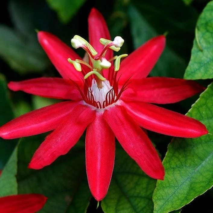 Red Passion Flower Live Plant 5-8" Tall | Fragrant Climbing Vine | Outdoor Red Passion Flower Live Plant 5-8" Tall | Fragrant Climbing Vine | Outdoor - Image 5