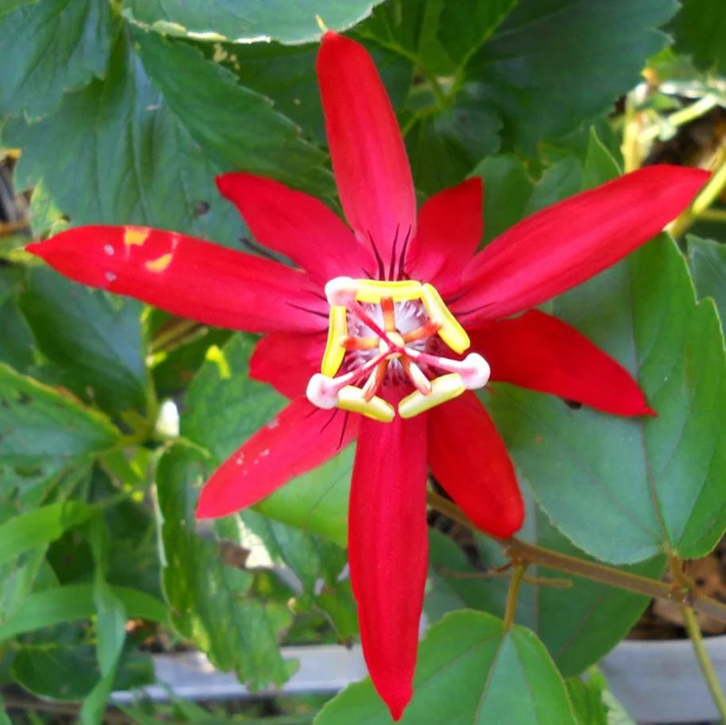 Red Passion Flower Live Plant 5-8" Tall | Fragrant Climbing Vine | Outdoor Red Passion Flower Live Plant 5-8" Tall | Fragrant Climbing Vine | Outdoor - Image 6