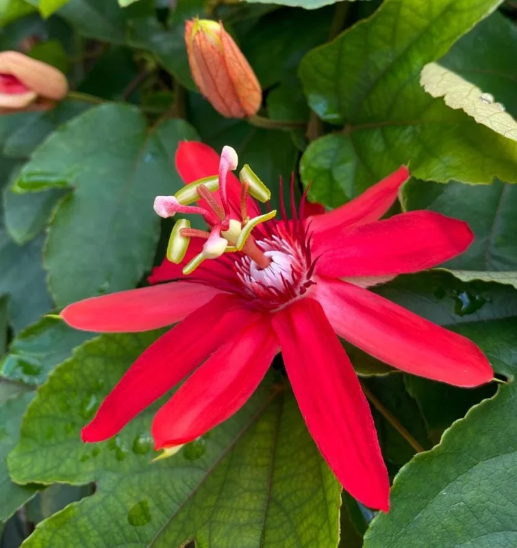 Red Passion Flower Live Plant 5-8" Tall | Fragrant Climbing Vine | Outdoor Red Passion Flower Live Plant 5-8" Tall | Fragrant Climbing Vine | Outdoor - Image 7