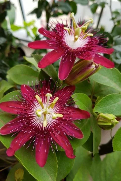 Red Passion Flower Vine Live Plant, Lady Margaret Passiflora, 4-6 Inch Tall Red Passion Flower Vine Live Plant, Lady Margaret Passiflora, 4-6 Inch Tall - Image 2