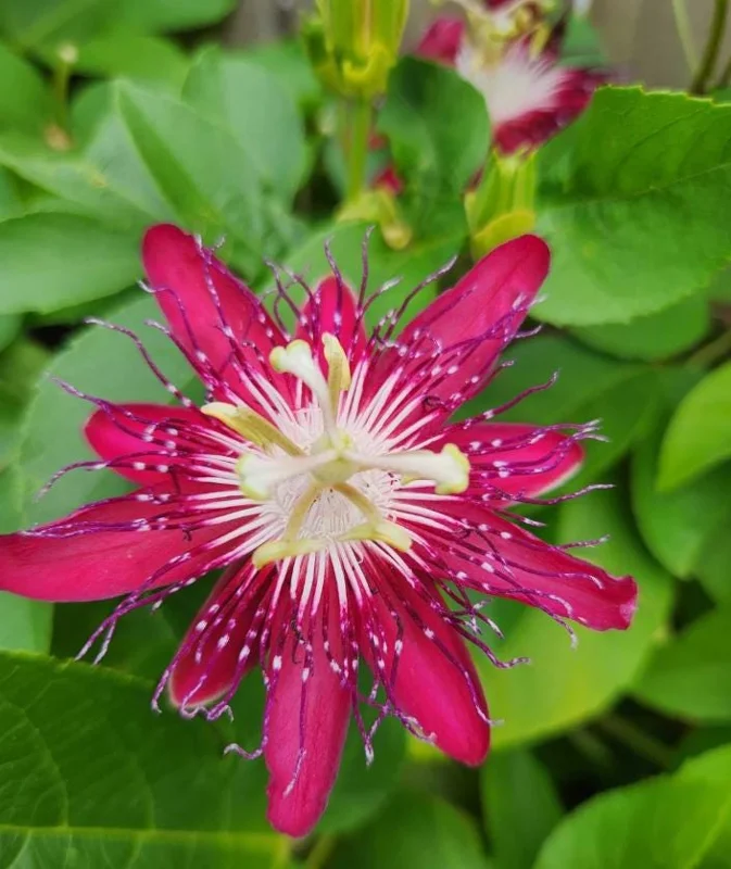 Red Passion Flower Vine Live Plant, Lady Margaret Passiflora, 4-6 Inch Tall Red Passion Flower Vine Live Plant, Lady Margaret Passiflora, 4-6 Inch Tall - Image 3