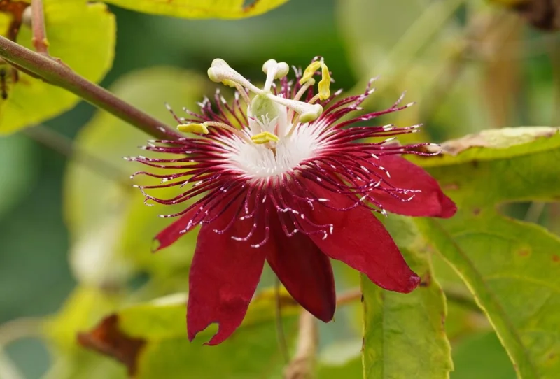 Red Passion Flower Vine Live Plant, Lady Margaret Passiflora, 4-6 Inch Tall Red Passion Flower Vine Live Plant, Lady Margaret Passiflora, 4-6 Inch Tall - Image 4