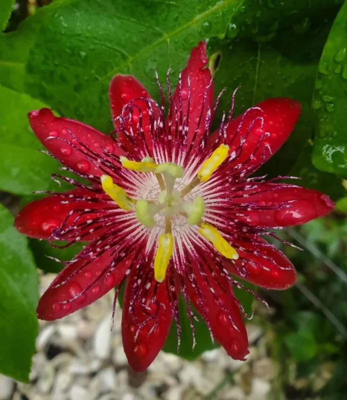 Red Passion Flower Vine Live Plant, Lady Margaret Passiflora, 4-6 Inch Tall Red Passion Flower Vine Live Plant, Lady Margaret Passiflora, 4-6 Inch Tall - Image 5
