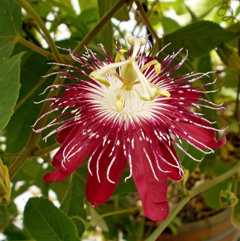 Red Passion Flower Vine Live Plant, Lady Margaret Passiflora, 4-6 Inch Tall Red Passion Flower Vine Live Plant, Lady Margaret Passiflora, 4-6 Inch Tall - Image 7