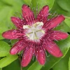 Red Passion Flower Vine Live Plant, Lady Margaret Passiflora, 4-6 Inch Tall - Image 1