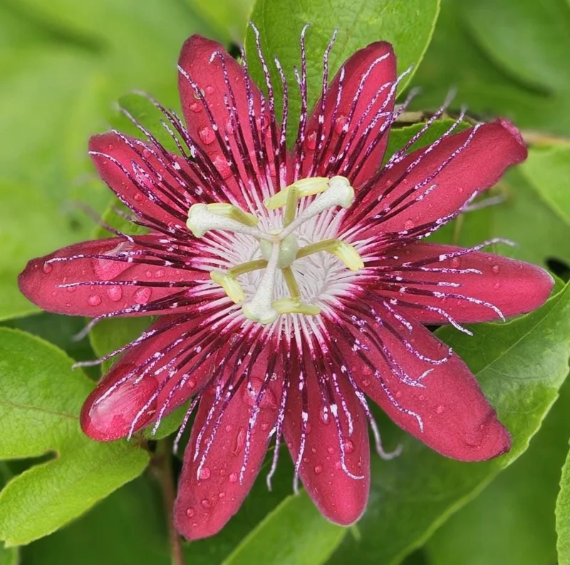 Red Passion Flower Vine Live Plant, Lady Margaret Passiflora, 4-6 Inch Tall Red Passion Flower Vine Live Plant, Lady Margaret Passiflora, 4-6 Inch Tall - Image 1