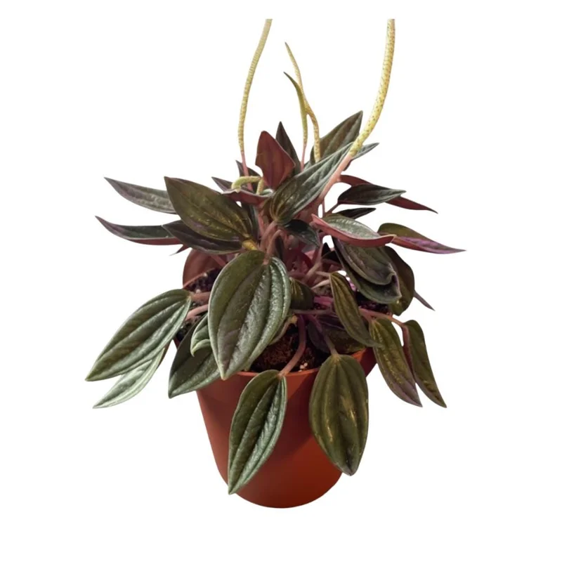 Red Peperomia Live Plant – Houseplant, 4-7 inches Tall, 4 inch Pot Red Peperomia Live Plant – Houseplant, 4-7 inches Tall, 4 inch Pot - Image 1