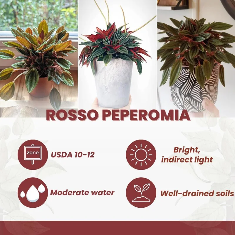 Red Peperomia Live Plant – Houseplant, 4-7 inches Tall, 4 inch Pot Red Peperomia Live Plant – Houseplant, 4-7 inches Tall, 4 inch Pot - Image 2