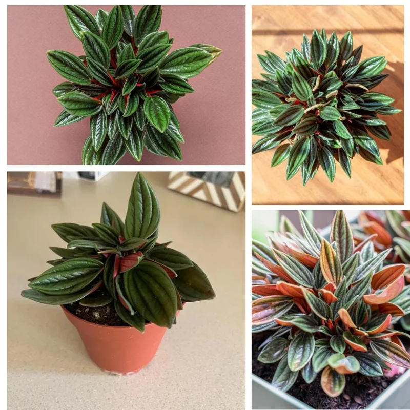 Red Peperomia Live Plant – Houseplant, 4-7 inches Tall, 4 inch Pot Red Peperomia Live Plant – Houseplant, 4-7 inches Tall, 4 inch Pot - Image 3