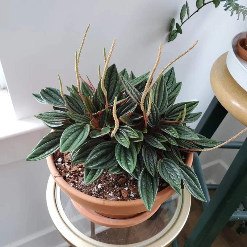 Red Peperomia Live Plant – Houseplant, 4-7 inches Tall, 4 inch Pot Red Peperomia Live Plant – Houseplant, 4-7 inches Tall, 4 inch Pot - Image 4