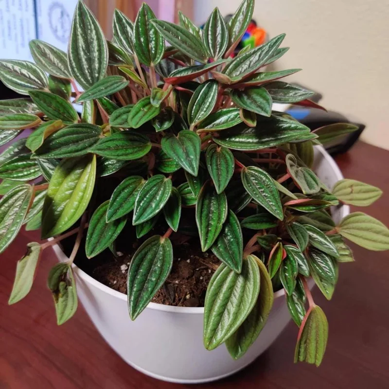 Red Peperomia Live Plant – Houseplant, 4-7 inches Tall, 4 inch Pot Red Peperomia Live Plant – Houseplant, 4-7 inches Tall, 4 inch Pot - Image 5