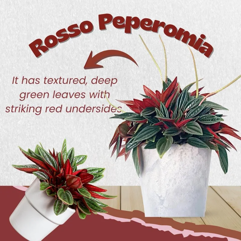 Red Peperomia Live Plant – Houseplant, 4-7 inches Tall, 4 inch Pot Red Peperomia Live Plant – Houseplant, 4-7 inches Tall, 4 inch Pot - Image 6