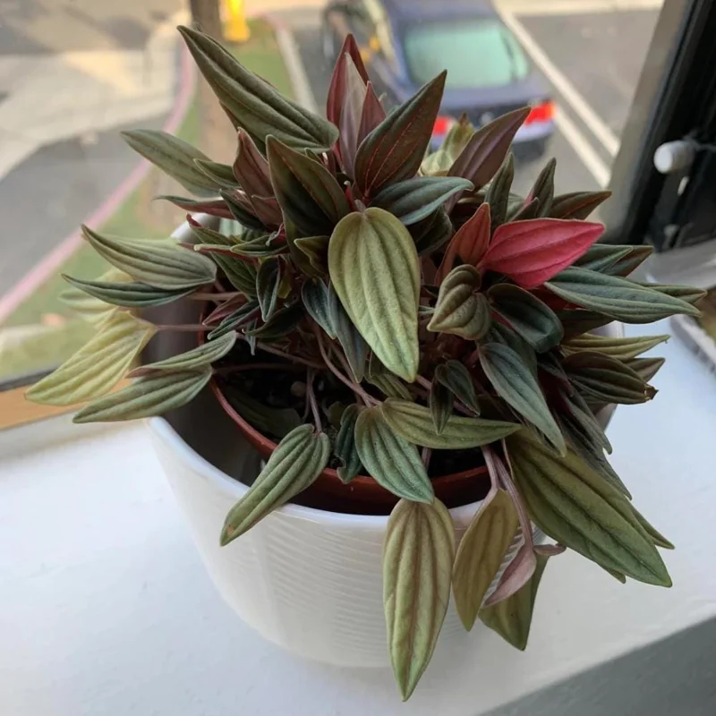 Red Peperomia Live Plant – Houseplant, 4-7 inches Tall, 4 inch Pot Red Peperomia Live Plant – Houseplant, 4-7 inches Tall, 4 inch Pot - Image 7