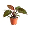 Red Philodendron Live Plant – 4 Inch Pot – Indoor Houseplant – Rooted - Image 1