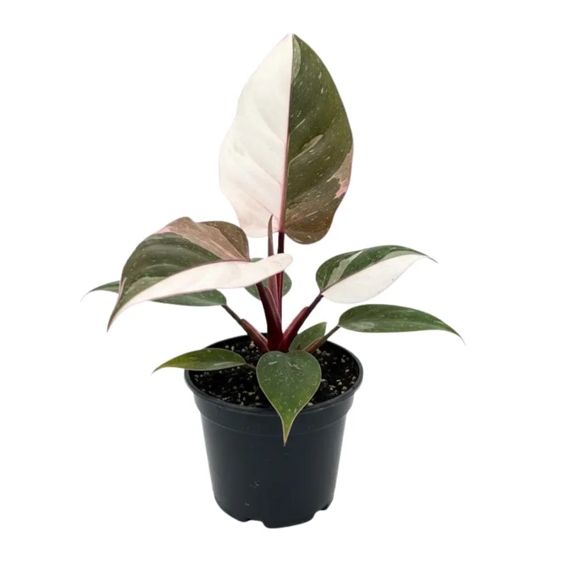 Red Philodendron Live Plant – 4 Inch Pot – Rare Indoor Houseplant Red Philodendron Live Plant – 4 Inch Pot – Rare Indoor Houseplant - Image 1