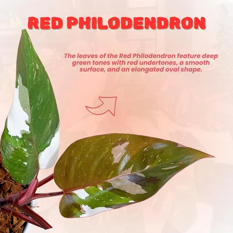 Red Philodendron Live Plant – 4 Inch Pot – Rare Indoor Houseplant Red Philodendron Live Plant – 4 Inch Pot – Rare Indoor Houseplant - Image 2