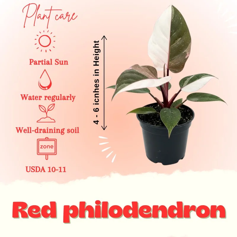 Red Philodendron Live Plant – 4 Inch Pot – Rare Indoor Houseplant Red Philodendron Live Plant – 4 Inch Pot – Rare Indoor Houseplant - Image 3