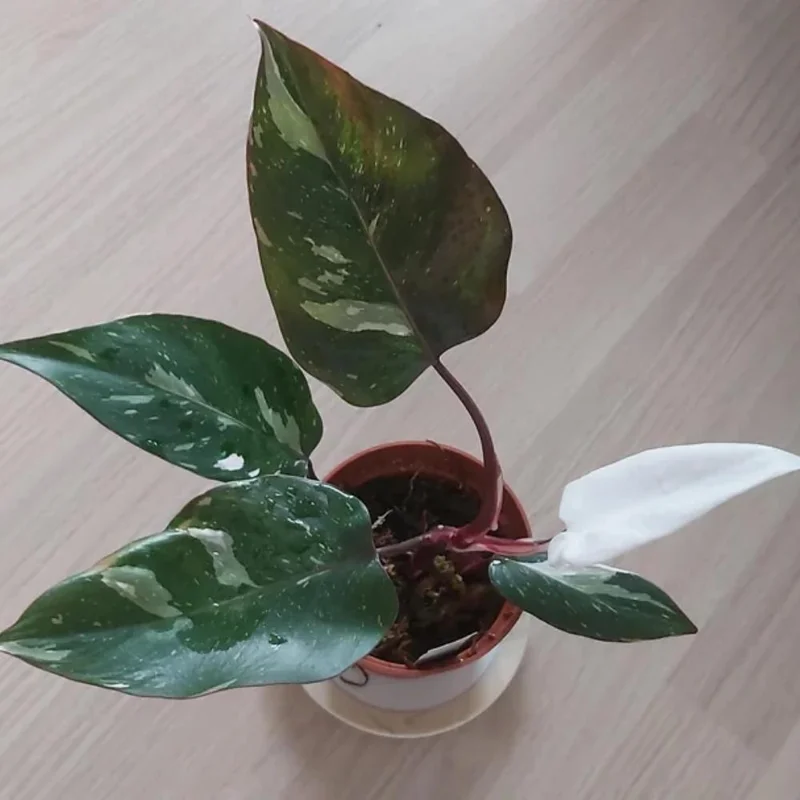 Red Philodendron Live Plant – 4 Inch Pot – Rare Indoor Houseplant Red Philodendron Live Plant – 4 Inch Pot – Rare Indoor Houseplant - Image 4