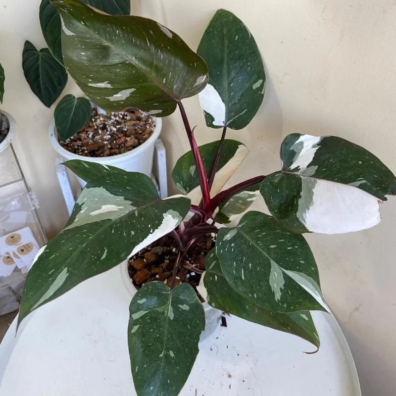 Red Philodendron Live Plant – 4 Inch Pot – Rare Indoor Houseplant Red Philodendron Live Plant – 4 Inch Pot – Rare Indoor Houseplant - Image 6