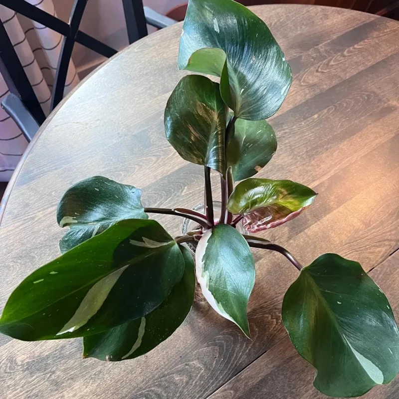 Red Philodendron Live Plant – 4 Inch Pot – Rare Indoor Houseplant Red Philodendron Live Plant – 4 Inch Pot – Rare Indoor Houseplant - Image 7