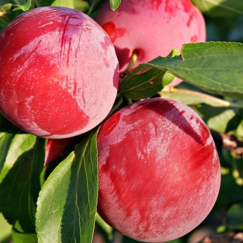 Red Plum Tree Live Plant 3-4 Ft Tall - Fruit Tree for Home Garden 5-Gallon Pot - Image 1