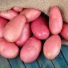 Red Potato Live Plant – Sweet Potato Vine – 8 Fresh Baby Red Potatoes – Culinary & Ornamental Red Potato Live Plant – Sweet Potato Vine – 8 Fresh Baby Red Potatoes – Culinary & Ornamental - Image 1