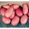 Red Potato Seeds for Planting – 2 Lbs Whole Tubers – Vegetable Seeds – Outdoor - Image 1