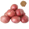 Red Potato Seeds - Heirloom Vegetable Seeds for Growing, 60 Seeds - Image 1