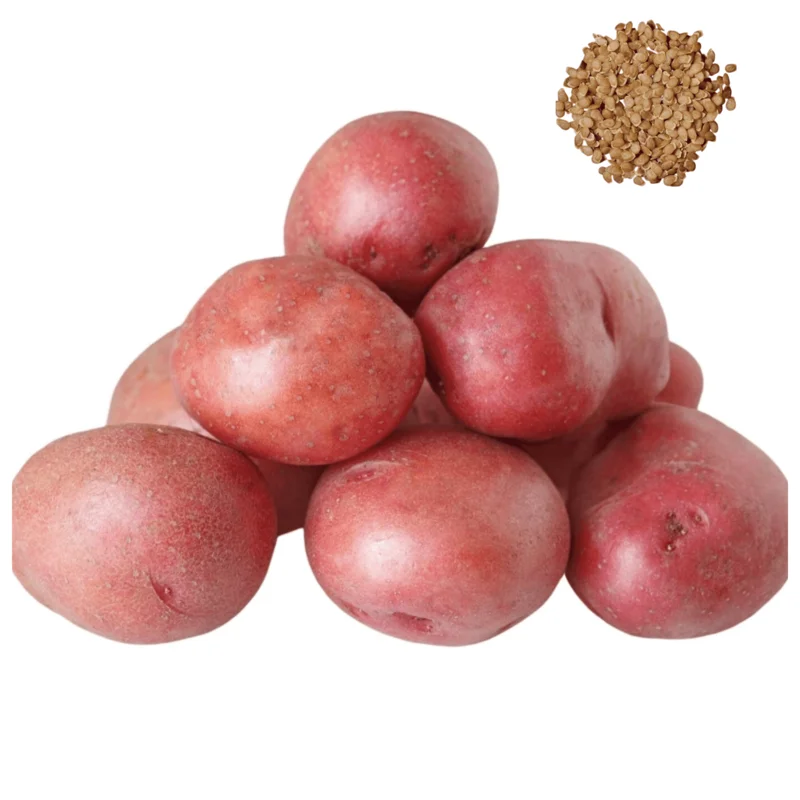 Red Potato Seeds - Heirloom Vegetable Seeds for Growing, 60 Seeds - Image 1