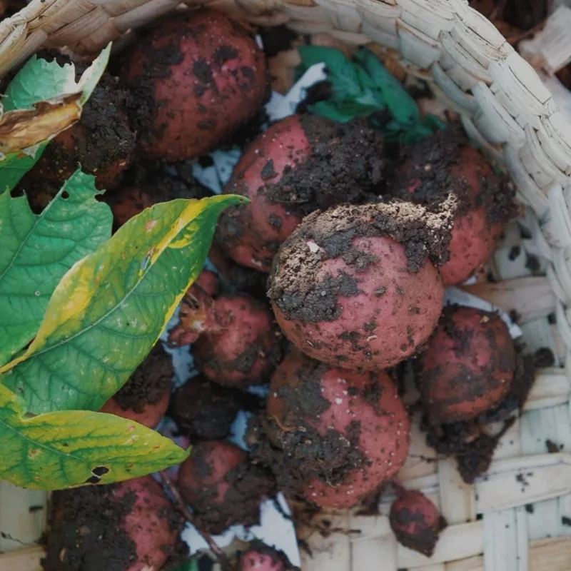 Red Potato Sweet Potato Vine Live Plant - 1 Pound, Edible & Ornamental Red Potato Sweet Potato Vine Live Plant - 1 Pound, Edible & Ornamental - Image 2