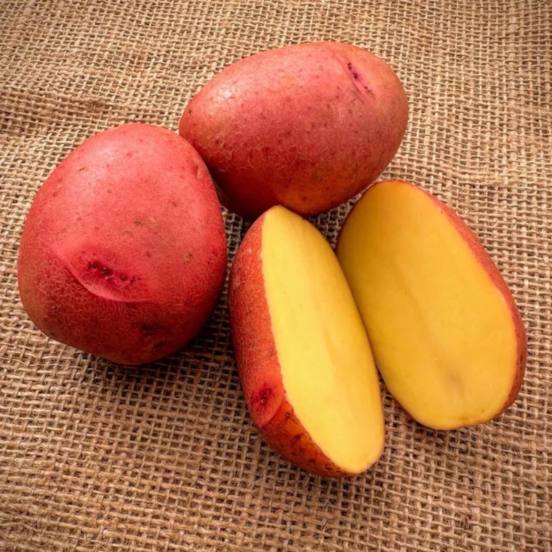 Red Potato Sweet Potato Vine Live Plant - 1 Pound, Edible & Ornamental Red Potato Sweet Potato Vine Live Plant - 1 Pound, Edible & Ornamental - Image 3