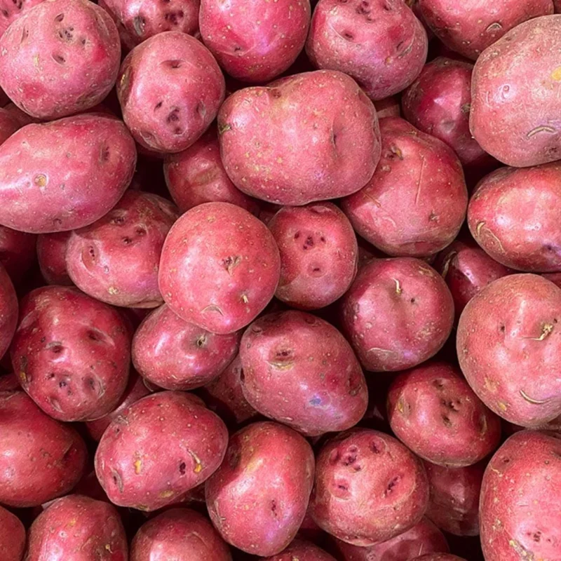 Red Potato Sweet Potato Vine Live Plant - 1 Pound, Edible & Ornamental Red Potato Sweet Potato Vine Live Plant - 1 Pound, Edible & Ornamental - Image 4