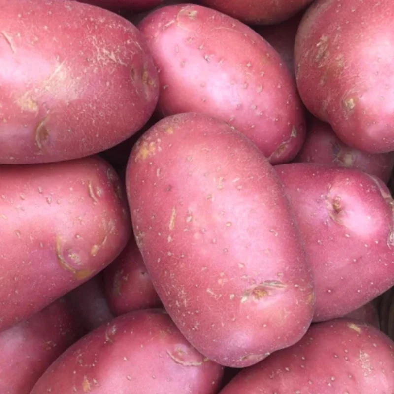 Red Potato Sweet Potato Vine Live Plant - 1 Pound, Edible & Ornamental Red Potato Sweet Potato Vine Live Plant - 1 Pound, Edible & Ornamental - Image 5