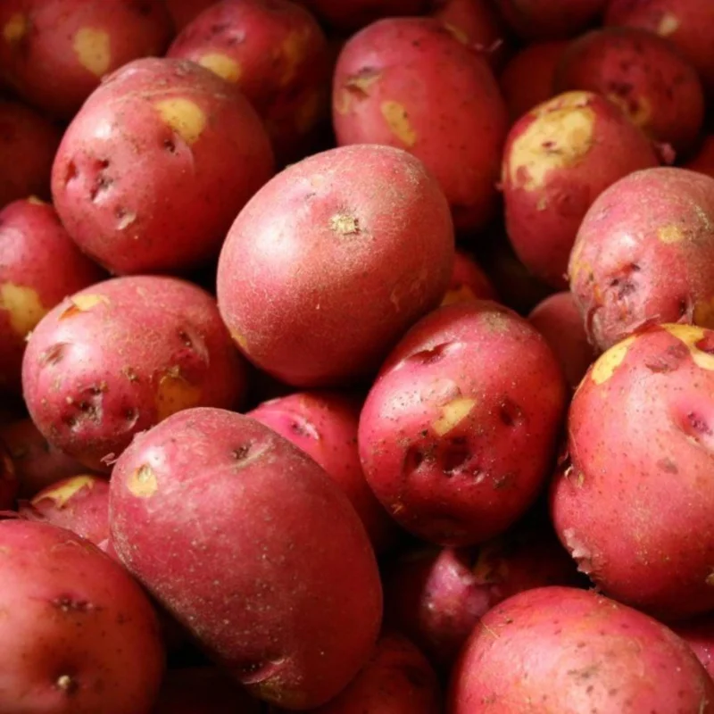 Red Potato Sweet Potato Vine Live Plant - 1 Pound, Edible & Ornamental Red Potato Sweet Potato Vine Live Plant - 1 Pound, Edible & Ornamental - Image 1