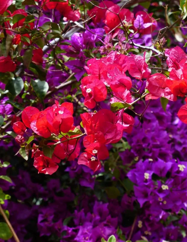 Red Purple Bougainvillea Live Plant – 4 Inch Pot – Tropical Flowering Vine Red Purple Bougainvillea Live Plant – 4 Inch Pot – Tropical Flowering Vine - Image 2