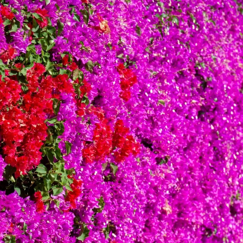 Red Purple Bougainvillea Live Plant – 4 Inch Pot – Tropical Flowering Vine Red Purple Bougainvillea Live Plant – 4 Inch Pot – Tropical Flowering Vine - Image 3