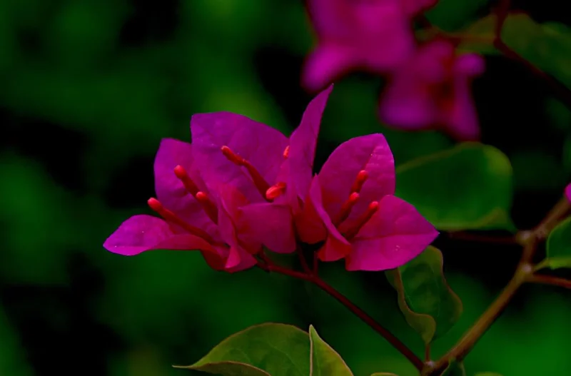 Red Purple Bougainvillea Live Plant – 4 Inch Pot – Tropical Flowering Vine Red Purple Bougainvillea Live Plant – 4 Inch Pot – Tropical Flowering Vine - Image 4