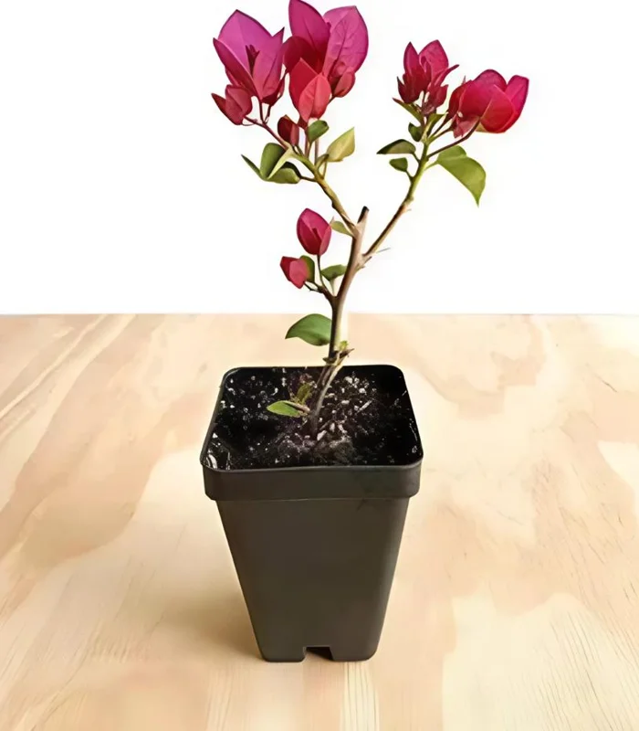 Red Purple Bougainvillea Live Plant – 4 Inch Pot – Tropical Flowering Vine Red Purple Bougainvillea Live Plant – 4 Inch Pot – Tropical Flowering Vine - Image 5