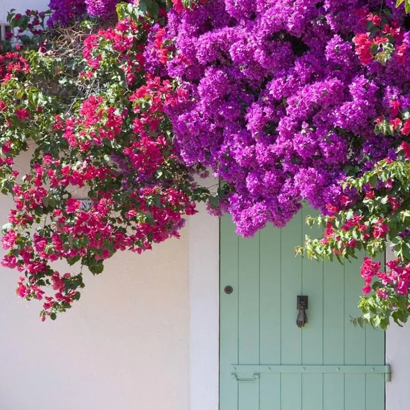 Red Purple Bougainvillea Live Plant – 4 Inch Pot – Tropical Flowering Vine Red Purple Bougainvillea Live Plant – 4 Inch Pot – Tropical Flowering Vine - Image 1