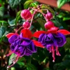 Red Purple Fuchsia Live Plant - Hardy Trailing Flower for Hanging Baskets, 4-6 Inch Tall - Image 1