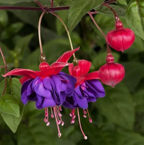 Red Purple Fuchsia Live Plant - Hardy Trailing Flower for Hanging Baskets, 4-6 Inch Tall Red Purple Fuchsia Live Plant - Hardy Trailing Flower for Hanging Baskets, 4-6 Inch Tall - Image 3