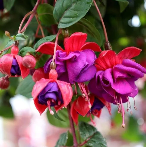 Red Purple Fuchsia Live Plant - Hardy Trailing Flower for Hanging Baskets, 4-6 Inch Tall Red Purple Fuchsia Live Plant - Hardy Trailing Flower for Hanging Baskets, 4-6 Inch Tall - Image 4