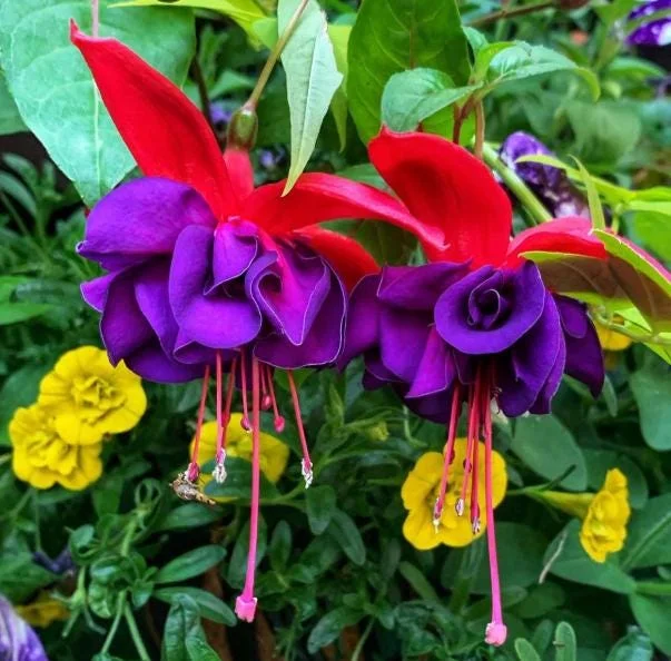 Red Purple Fuchsia Live Plant - Hardy Trailing Flower for Hanging Baskets, 4-6 Inch Tall Red Purple Fuchsia Live Plant - Hardy Trailing Flower for Hanging Baskets, 4-6 Inch Tall - Image 5